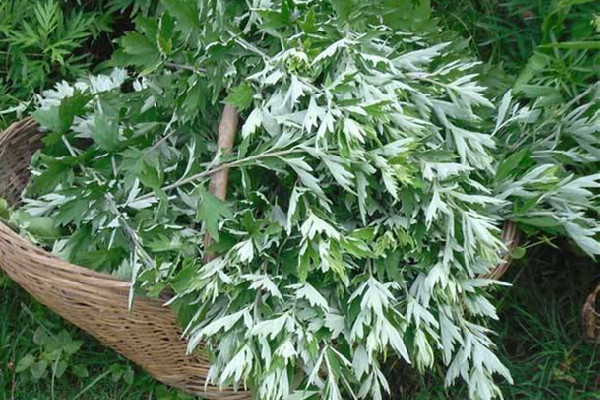 艾葉是什么樣子的 艾葉是葉子好還是桿子好 艾葉是什么樣子的 艾葉是葉子好還是桿子好