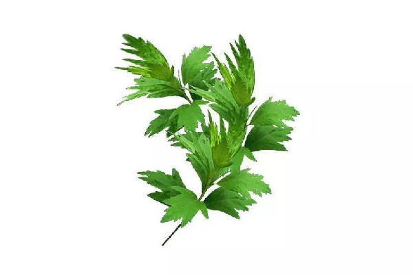 艾草除螨蟲有效果嗎 艾草除螨蟲使用方法 艾草除螨蟲有效果嗎 艾草除螨蟲使用方法