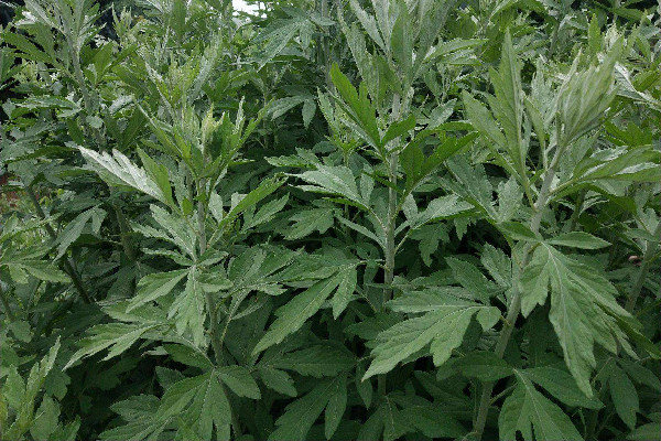 艾葉是什么樣子的 艾葉是葉子好還是桿子好 艾葉是什么樣子的 艾葉是葉子好還是桿子好