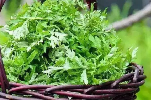 艾草會(huì)影響月經(jīng)嗎 艾草不適合什么人用 艾草會(huì)影響月經(jīng)嗎 艾草不適合什么人用