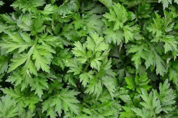 艾草會(huì)影響月經(jīng)嗎 艾草不適合什么人用 艾草會(huì)影響月經(jīng)嗎 艾草不適合什么人用