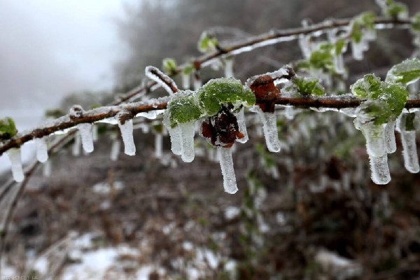 倒春寒有什么說法 2022年倒春寒什么時(shí)候開始 倒春寒有什么說法 2022年倒春寒什么時(shí)候開始