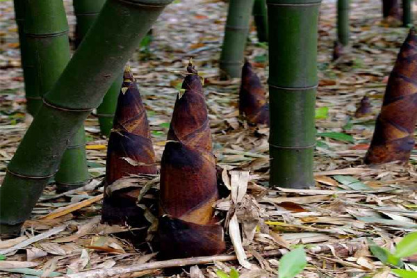 春筍有什么營養(yǎng)價值 春筍適合孕婦吃嗎 春筍有什么營養(yǎng)價值 春筍適合孕婦吃嗎