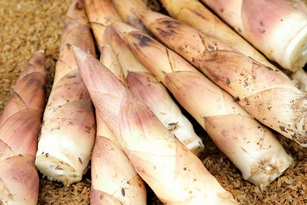 春筍不適合什么人吃 春筍不能和什么同時食用 春筍不適合什么人吃 春筍不能和什么同時食用