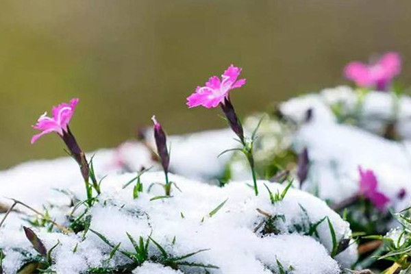 倒春寒有什么預(yù)兆 倒春寒會(huì)很冷嗎