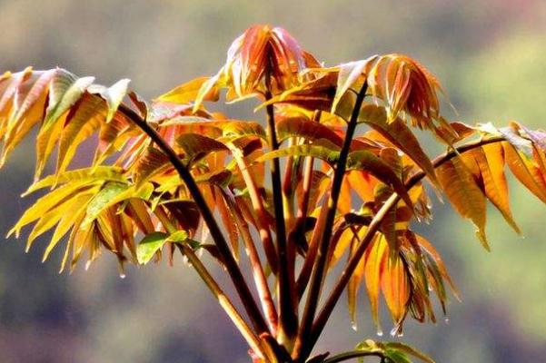 香椿的功效與作用 香椿的營養(yǎng)功效 香椿的功效與作用 香椿的營養(yǎng)功效