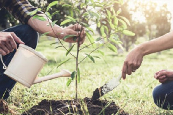 植樹節(jié)是我國傳統(tǒng)節(jié)日嗎 植樹節(jié)吃什么傳統(tǒng)食物 植樹節(jié)是我國傳統(tǒng)節(jié)日嗎 植樹節(jié)吃什么傳統(tǒng)食物