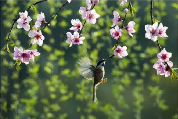 春分和立春有什么區(qū)別 春分以后會(huì)暖和嗎 春分和立春有什么區(qū)別 春分以后會(huì)暖和嗎