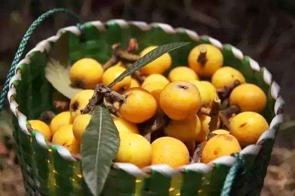 枇杷成熟季節(jié)是幾月份 枇杷是上火還是降火 枇杷成熟季節(jié)是幾月份 枇杷是上火還是降火