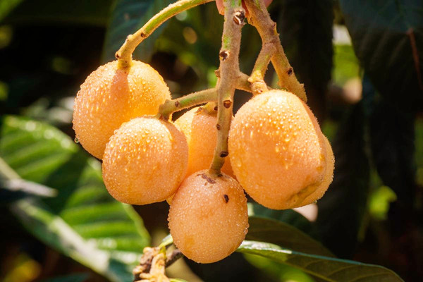 枇杷的糖分含量高嗎 枇杷吃了血糖會高嗎 枇杷的糖分含量高嗎 枇杷吃了血糖會高嗎