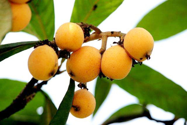 枇杷的熱量是多少 枇杷吃了長胖嗎 枇杷的熱量是多少 枇杷吃了長胖嗎