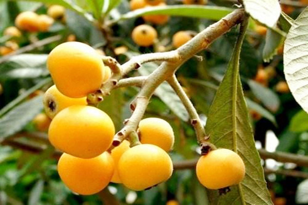 枇杷會(huì)不會(huì)過(guò)敏 枇杷會(huì)不會(huì)回奶 枇杷會(huì)不會(huì)過(guò)敏 枇杷會(huì)不會(huì)回奶