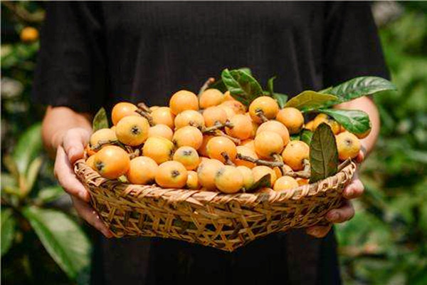 枇杷會(huì)不會(huì)過(guò)敏 枇杷會(huì)不會(huì)回奶 枇杷會(huì)不會(huì)過(guò)敏 枇杷會(huì)不會(huì)回奶