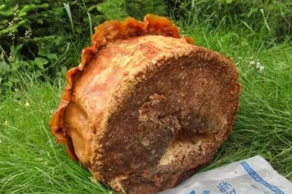 2022年犯太歲的五個生肖 犯太歲是什么意思