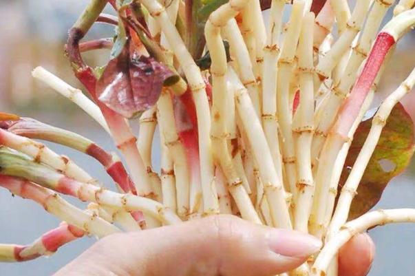 折耳根有寄生蟲嗎 折耳根有沒有毒 折耳根有寄生蟲嗎 折耳根有沒有毒