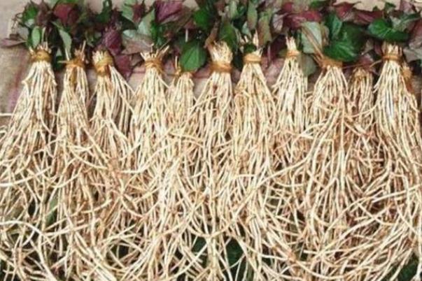 折耳根對(duì)身體有害嗎 折耳根對(duì)腎有傷害嗎 折耳根對(duì)身體有害嗎 折耳根對(duì)腎有傷害嗎