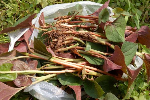 折耳根對胃有害嗎 胃炎能不能吃折耳根 折耳根對胃有害嗎 胃炎能不能吃折耳根