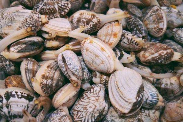 花甲孕婦可以吃嗎 花甲對孕婦有什么好處 花甲孕婦可以吃嗎 花甲對孕婦有什么好處