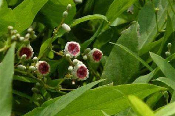 雞屎藤可以治療咳嗽嗎 雞屎藤對感冒咳嗽有什么功效 雞屎藤可以治療咳嗽嗎 雞屎藤對感冒咳嗽有什么功效