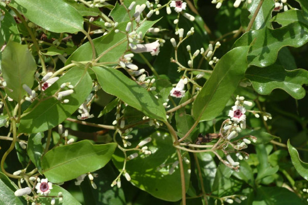 雞屎藤可以治療咳嗽嗎 雞屎藤對感冒咳嗽有什么功效 雞屎藤可以治療咳嗽嗎 雞屎藤對感冒咳嗽有什么功效