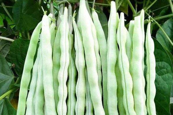 豆角的功效和作用 豆角的營養(yǎng)成分 豆角的功效和作用 豆角的營養(yǎng)成分