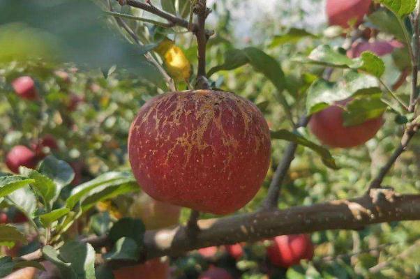 丑蘋(píng)果為什么叫丑蘋(píng)果 丑蘋(píng)果什么季節(jié)成熟