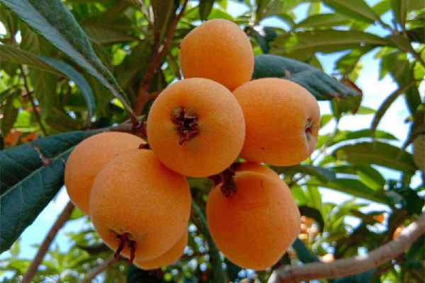 枇杷的功效和作用 枇杷是上火的還是去火的 枇杷的功效和作用 枇杷是上火的還是去火的