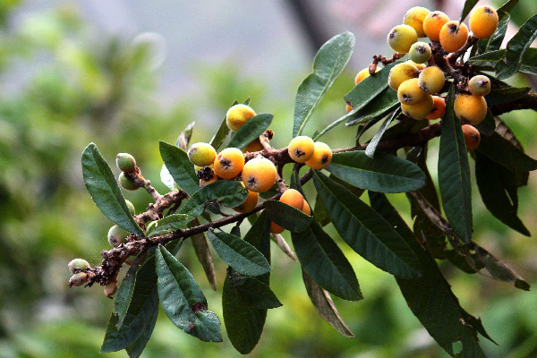 枇杷怎么吃治咳嗽最好 枇杷對(duì)嗓子好嗎 枇杷怎么吃治咳嗽最好 枇杷對(duì)嗓子好嗎