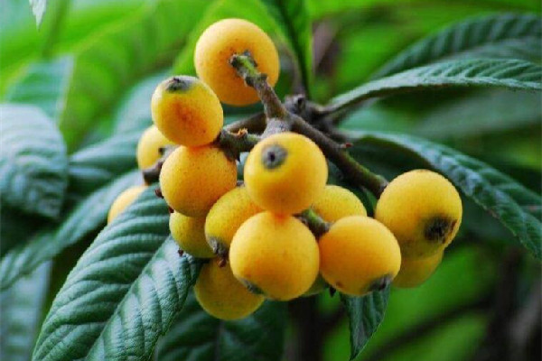 枇杷剝皮吃還是直接吃 枇杷剝皮方法 枇杷剝皮吃還是直接吃 枇杷剝皮方法