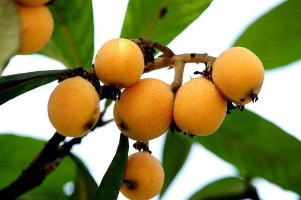 枇杷怎么吃治咳嗽最好 枇杷對(duì)嗓子好嗎 枇杷怎么吃治咳嗽最好 枇杷對(duì)嗓子好嗎