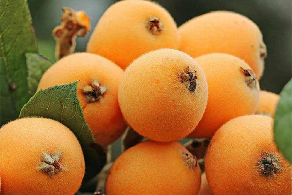 枇杷剝皮吃還是直接吃 枇杷剝皮方法 枇杷剝皮吃還是直接吃 枇杷剝皮方法