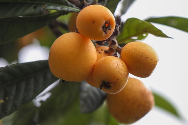 枇杷和牛奶可以一起吃嗎 枇杷不適合什么人吃 枇杷和牛奶可以一起吃嗎 枇杷不適合什么人吃