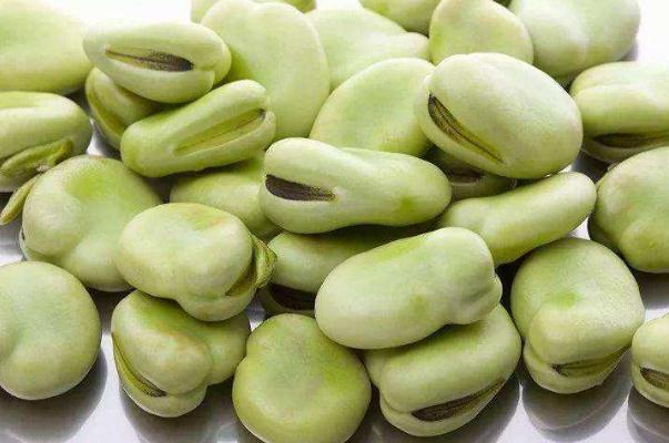 蠶豆和什么一起炒好吃 蠶豆相克的食物 蠶豆和什么一起炒好吃 蠶豆相克的食物