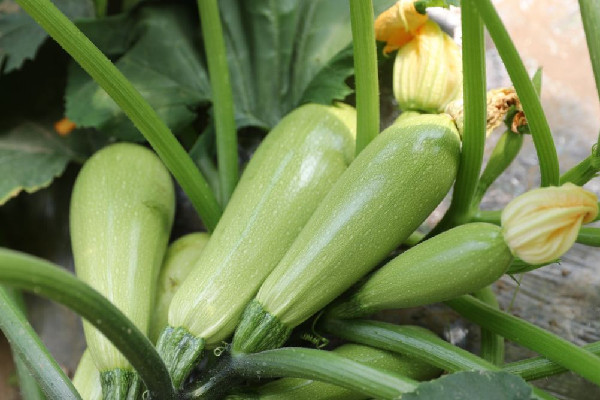 西葫蘆軟了是不是壞了 西葫蘆變質(zhì)了什么樣 西葫蘆軟了是不是壞了 西葫蘆變質(zhì)了什么樣