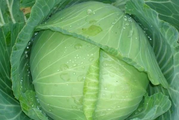 卷心菜有哪幾種 卷心菜會脹氣嗎 卷心菜有哪幾種 卷心菜會脹氣嗎