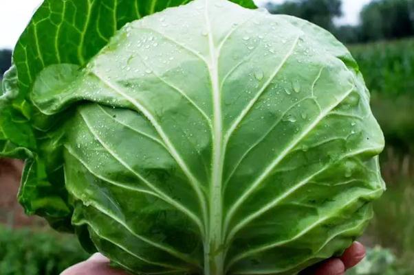 卷心菜有哪幾種 卷心菜會脹氣嗎 卷心菜有哪幾種 卷心菜會脹氣嗎