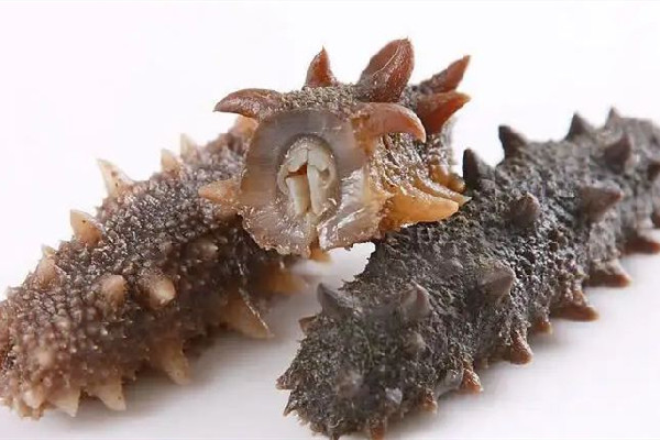 國足吃海參是什么梗 國足吃海參的由來 國足吃海參是什么梗 國足吃海參的由來