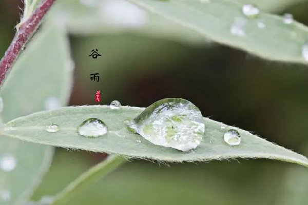 谷雨節(jié)氣吃什么傳統(tǒng)食物 谷雨節(jié)氣養(yǎng)生吃什么 谷雨節(jié)氣吃什么傳統(tǒng)食物 谷雨節(jié)氣養(yǎng)生吃什么