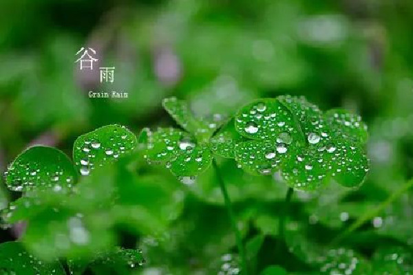 谷雨節(jié)氣喝什么茶養(yǎng)生 谷雨節(jié)氣的飲食禁忌 谷雨節(jié)氣喝什么茶養(yǎng)生 谷雨節(jié)氣的飲食禁忌