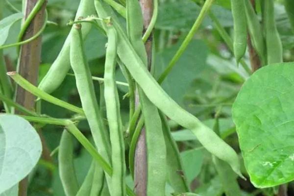 四季豆沒(méi)炒熟會(huì)中毒嗎 四季豆的功效與作用 四季豆沒(méi)炒熟會(huì)中毒嗎 四季豆的功效與作用