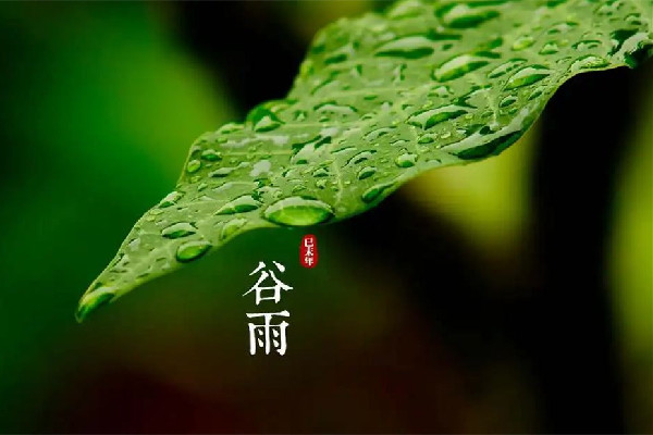 谷雨節(jié)氣吃什么傳統(tǒng)食物 谷雨節(jié)氣養(yǎng)生吃什么 谷雨節(jié)氣吃什么傳統(tǒng)食物 谷雨節(jié)氣養(yǎng)生吃什么