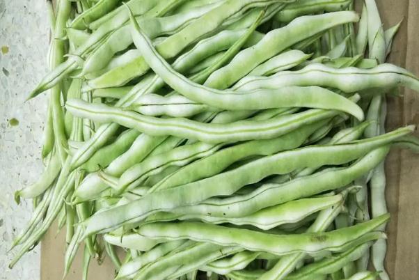 四季豆沒(méi)炒熟會(huì)中毒嗎 四季豆的功效與作用 四季豆沒(méi)炒熟會(huì)中毒嗎 四季豆的功效與作用