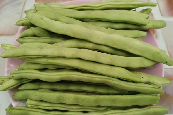 四季豆有毒嗎 四季豆會脹氣嗎 四季豆有毒嗎 四季豆會脹氣嗎