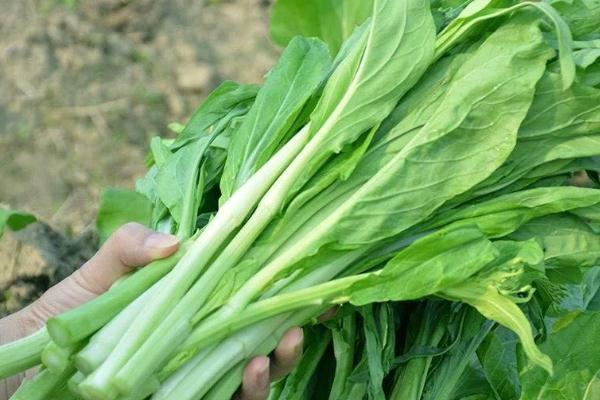 菜苔怎么保存時間更長 菜苔可以冷凍保存嗎 菜苔怎么保存時間更長 菜苔可以冷凍保存嗎