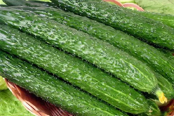 黃瓜和花生能一起吃嗎 黃瓜為什么是綠色的叫黃瓜 黃瓜和花生能一起吃嗎 黃瓜為什么是綠色的叫黃瓜