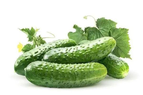 黃瓜是膳食纖維還是維生素 黃瓜屬于綠色蔬菜嗎 黃瓜是膳食纖維還是維生素 黃瓜屬于綠色蔬菜嗎
