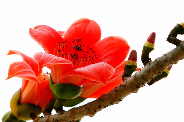 木棉花要曬多久 木棉花怎么曬干 木棉花要曬多久 木棉花怎么曬干