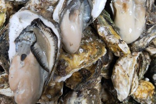 生蠔有哪些部位是不能吃的 生蠔買回來怎么處理 生蠔有哪些部位是不能吃的 生蠔買回來怎么處理