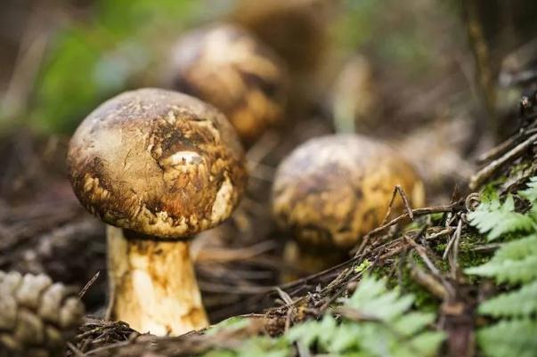 松茸是熱性還是涼性的 松茸要煮多久才能吃 松茸是熱性還是涼性的 松茸要煮多久才能吃