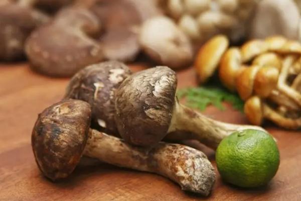 松茸是熱性還是涼性的 松茸要煮多久才能吃 松茸是熱性還是涼性的 松茸要煮多久才能吃